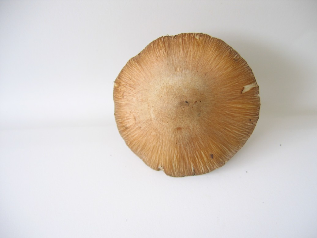 Inocybe.......